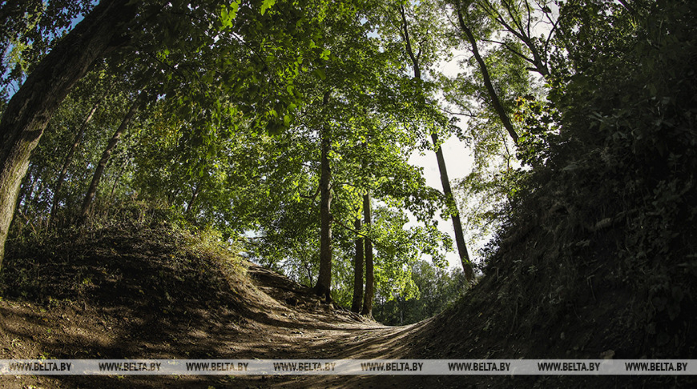 В лесах Беларуси за сутки заблудились 5 человек