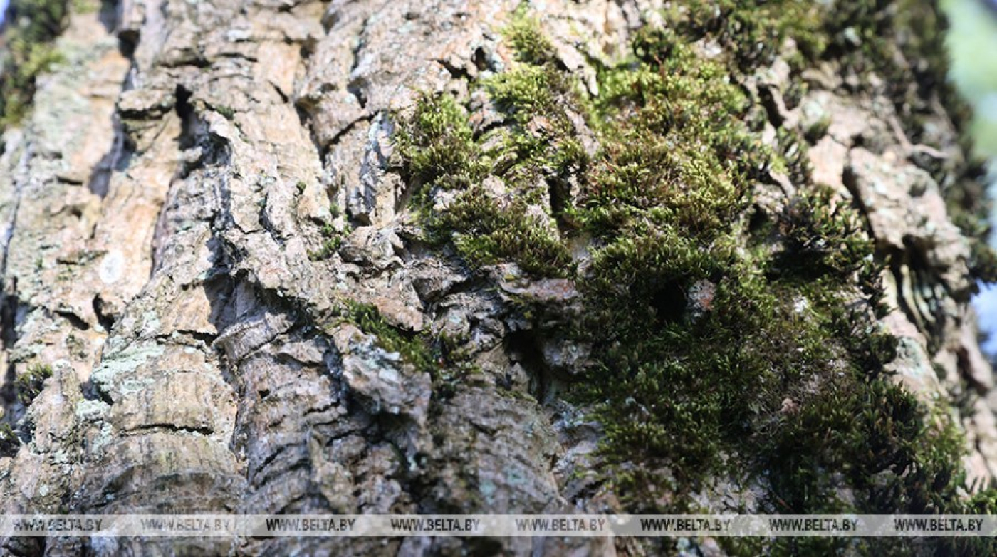 Запреты и ограничения на посещение лесов введены в 23 районах Беларуси