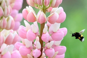 Погода в Беларуси 20 апреля: преимущественно без осадков и от -3 °С до +14 °С