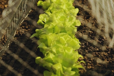 Что посадить в апреле из овощей и зелени? Полный список культур