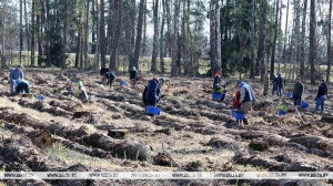 Около 50 тыс. человек уже приняли участие в акции "Дай лесу новае жыццё!"