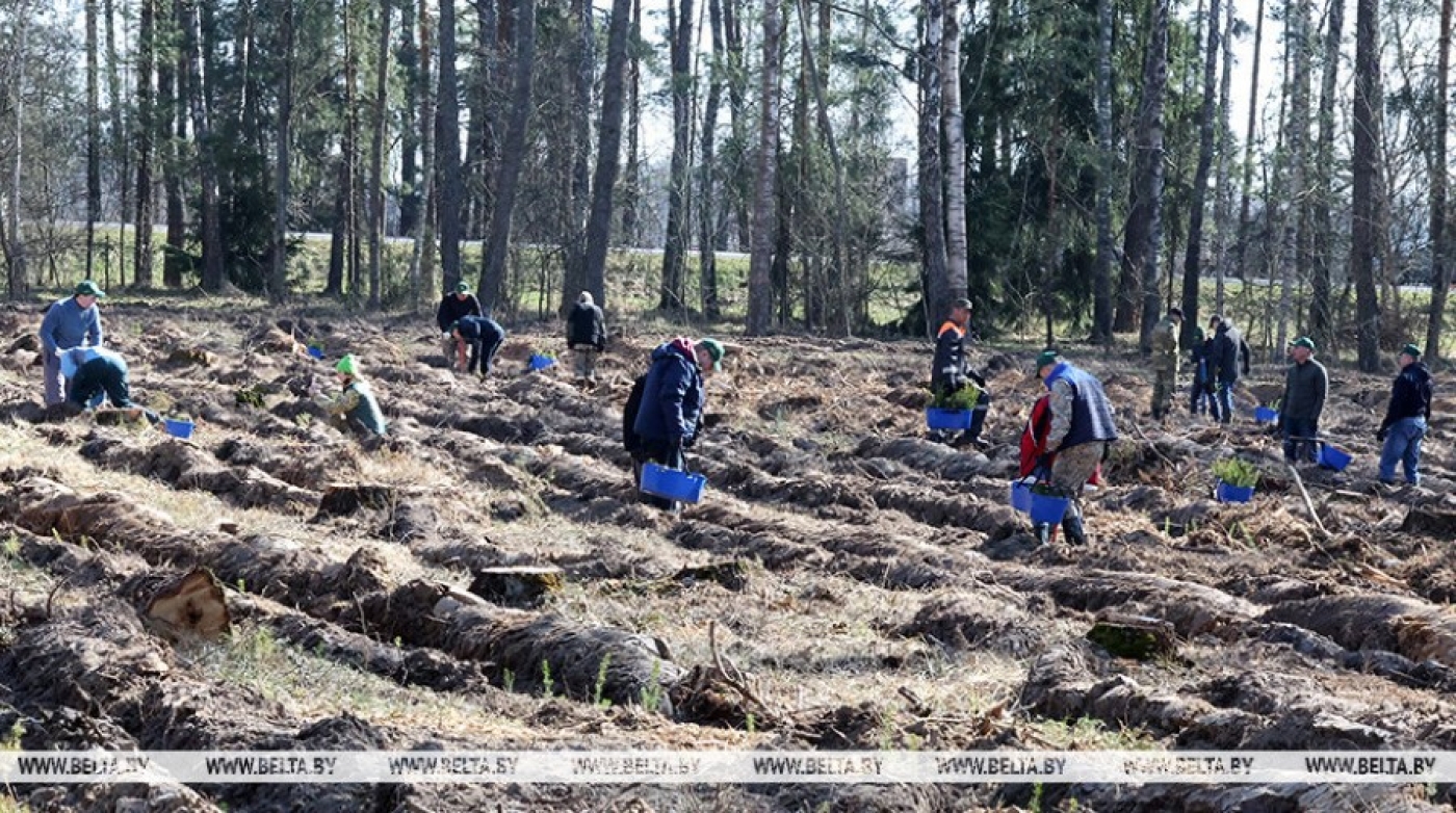 Около 50 тыс. человек уже приняли участие в акции "Дай лесу новае жыццё!"