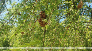 Запреты и ограничения на посещение лесов введены в 99 районах Беларуси