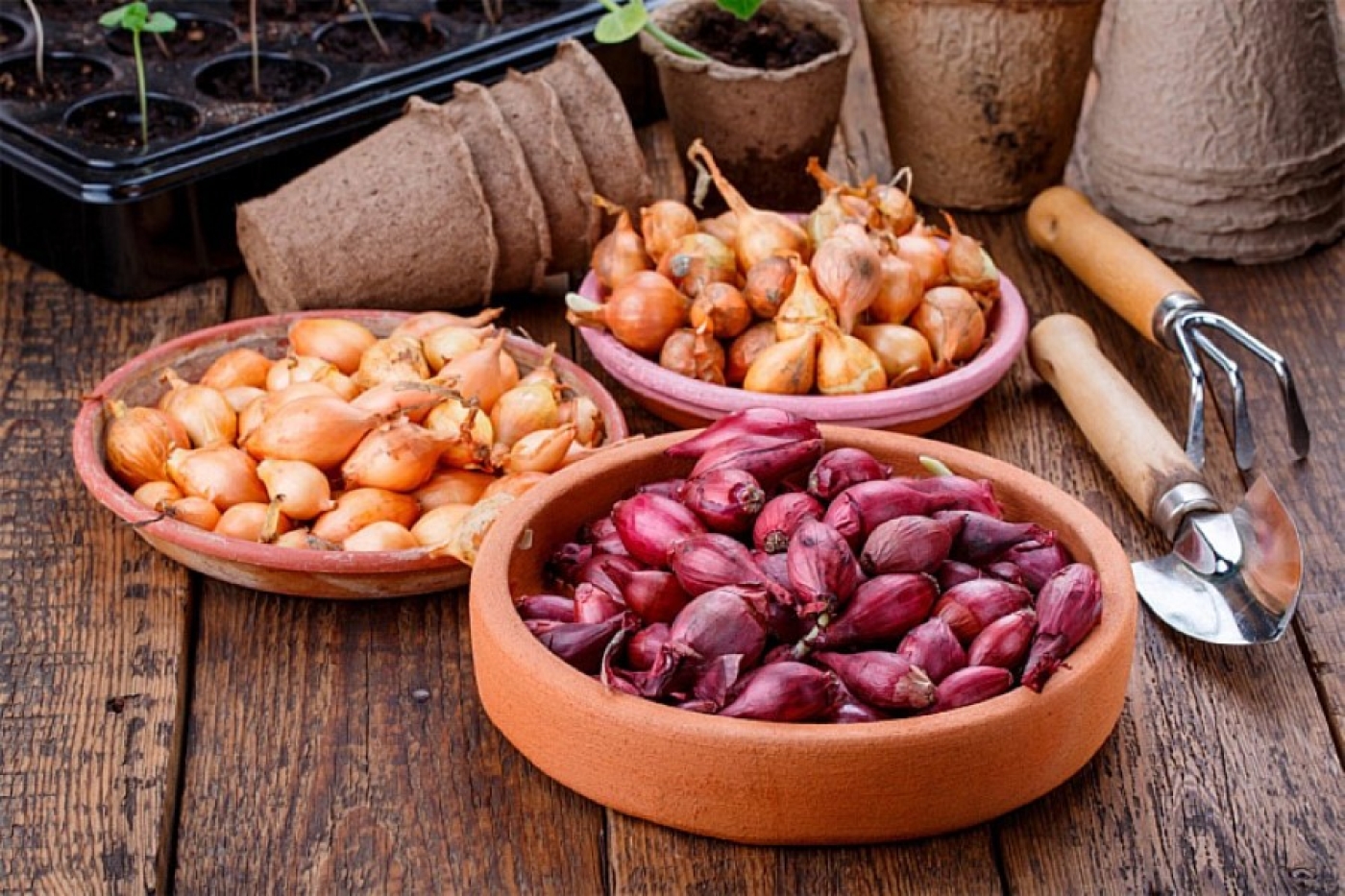 Лук не пойдет в стрелку: правила, которые спасут урожай