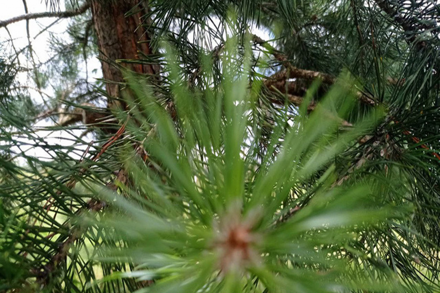 В Минлесхозе призвали не посещать леса до начала дождей