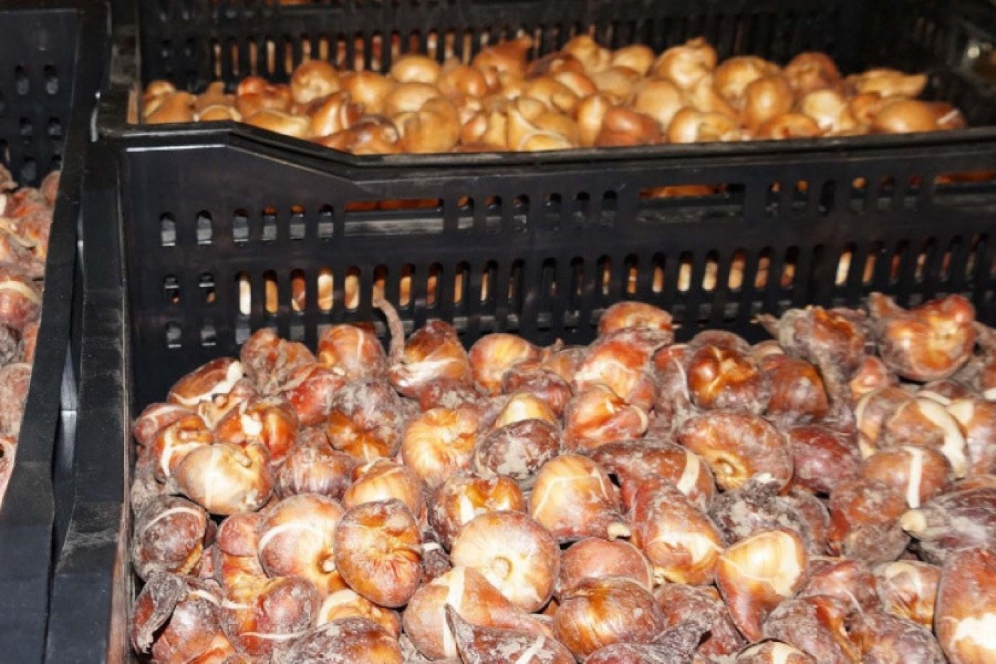 О нюансах ввоза луковиц тюльпанов из-за границы рассказали в ГТК