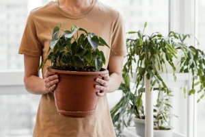 Комнатные цветы на продажу? Рассказываем, как подзаработать в рамках закона