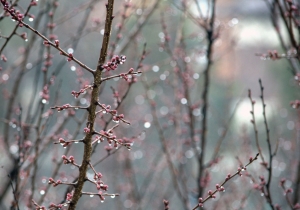 Зонты не прячем. Что готовит погода для белорусов 17 апреля