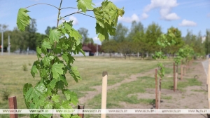 Свыше 300 тыс. деревьев и почти 380 тыс. кустарников высажено в Беларуси с начала года