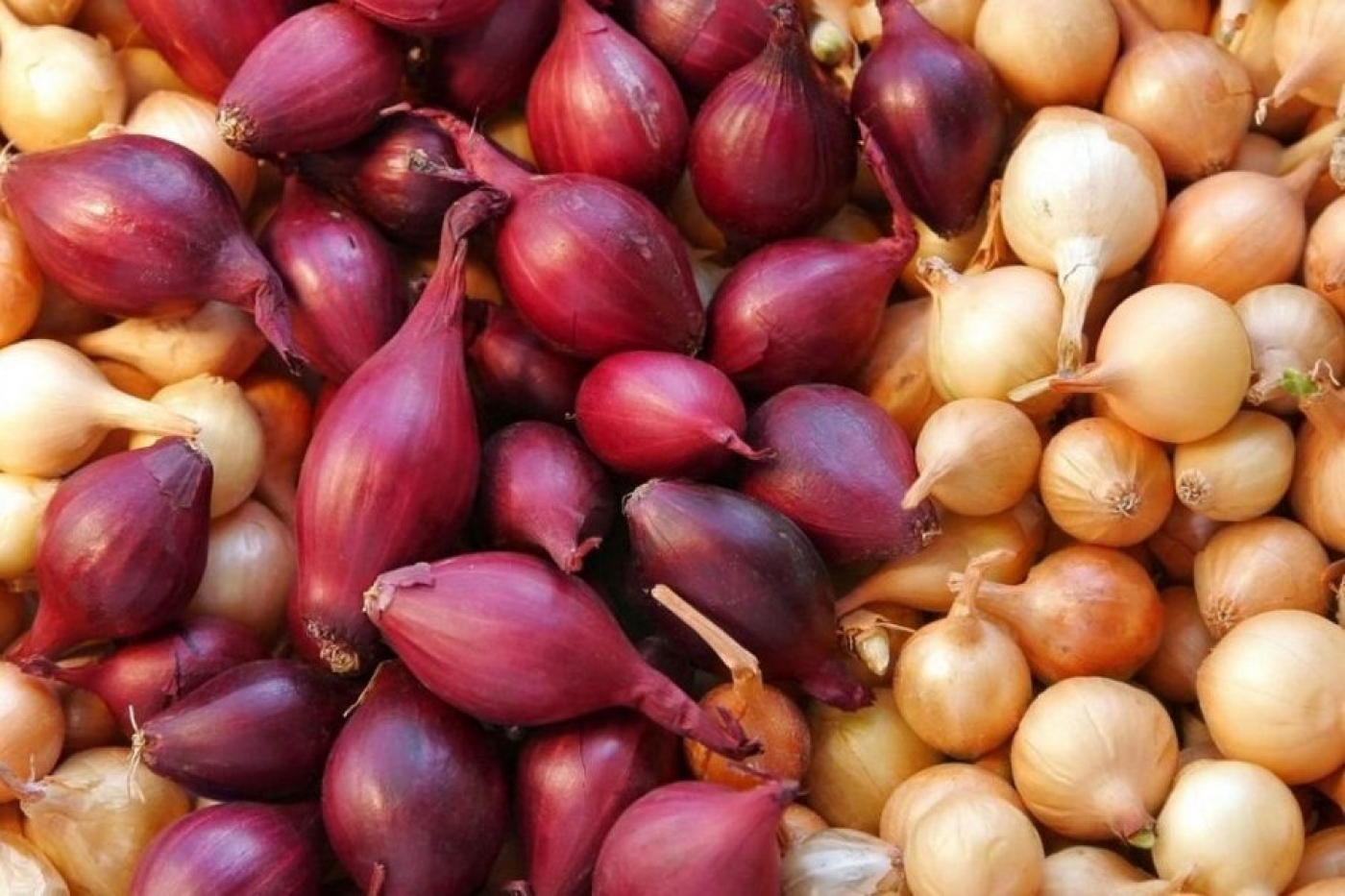 Покупаем лук-севок: на что обратить внимание и как хранить до посадки