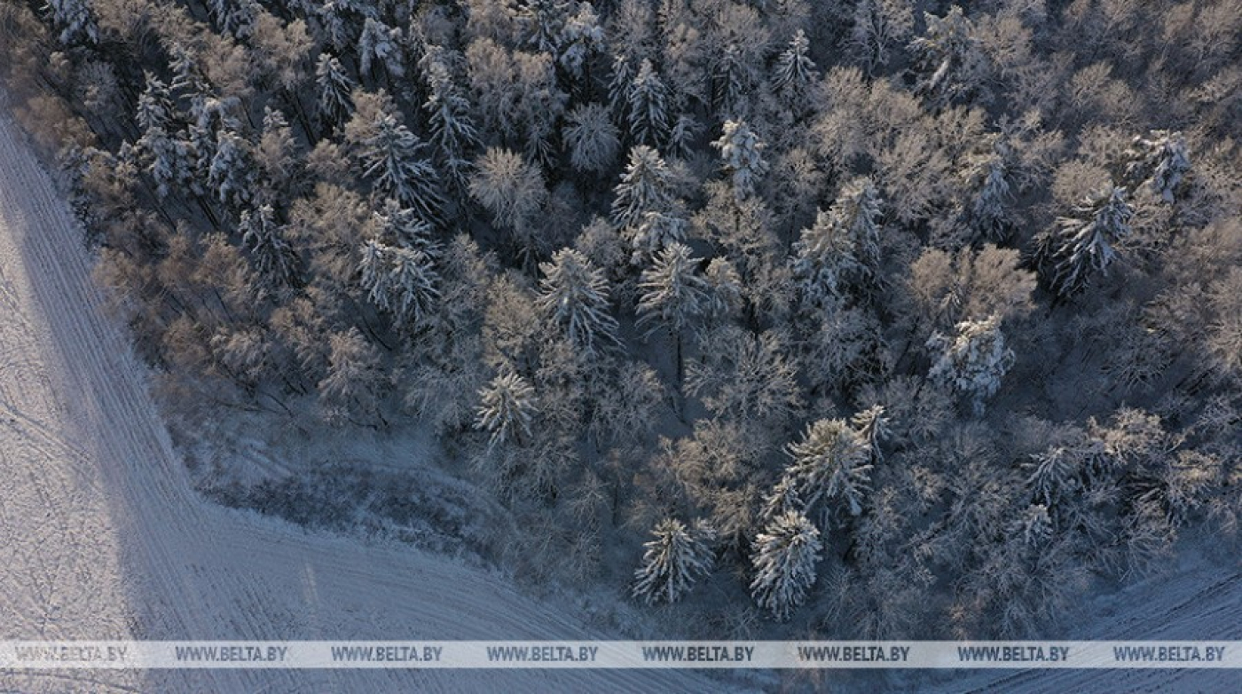 Лукашенко: в Беларуси создана надежная система охраны диких животных, лесных и рыболовных угодий