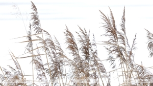 Оранжевый уровень опасности из-за сильного ветра объявлен 25 декабря