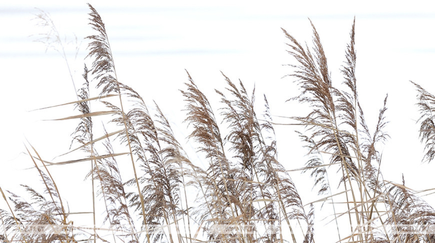 Оранжевый уровень опасности из-за сильного ветра объявлен 25 декабря