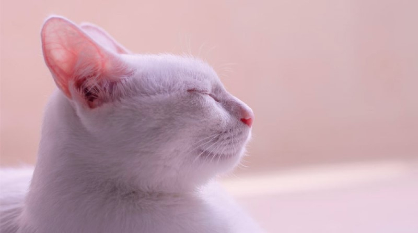 Сонливость днем - это проблема? Мнение врача