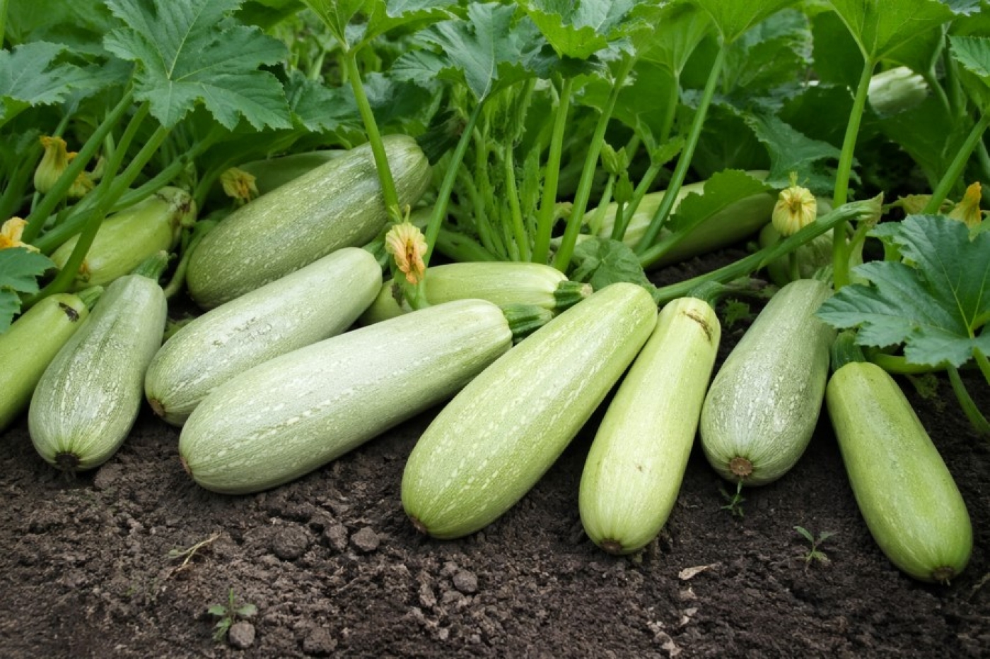 Кабачки балдеют от этого «коктейля» — плоды валят, как ненормальные: простая подкормка из 3 ингредиентов