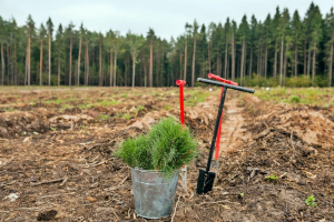 Акция &quot;Неделя леса&quot; в Беларуси будет длиться весь апрель