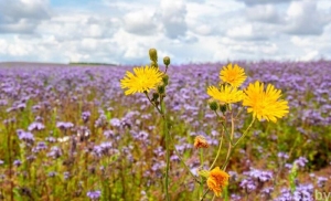 Погода 5 августа: переменная облачность, дожди и до +26 °С