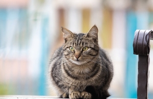 Отлов или стерилизация. Как в Беларуси решают проблему безнадзорных животных