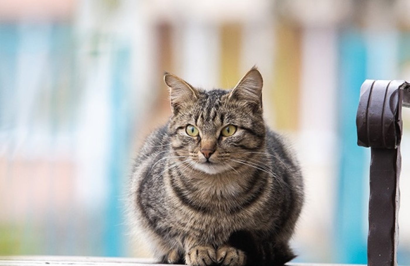 Отлов или стерилизация. Как в Беларуси решают проблему безнадзорных животных