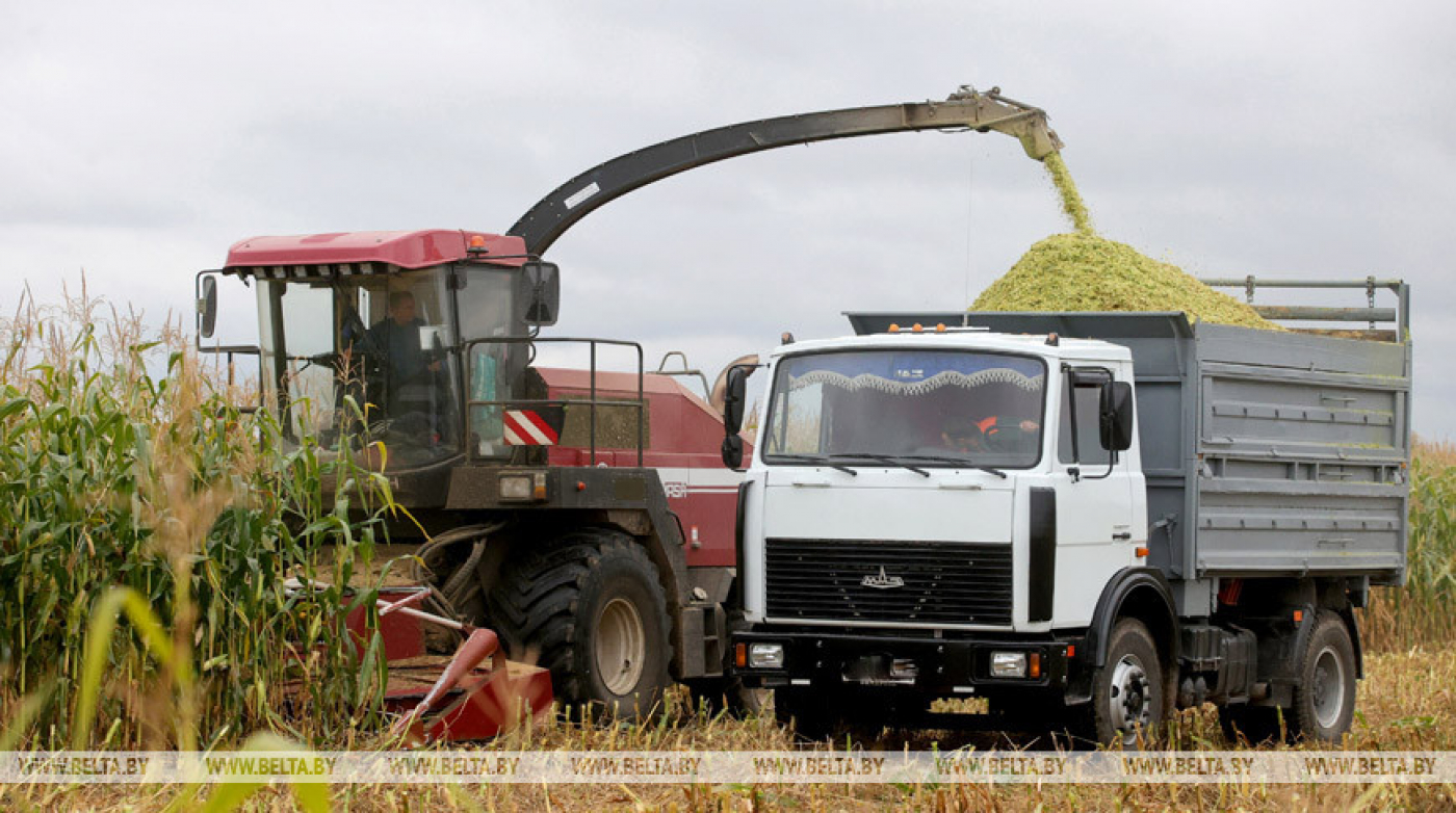 В Минской области уже заготовлено более 3 млн тонн силоса