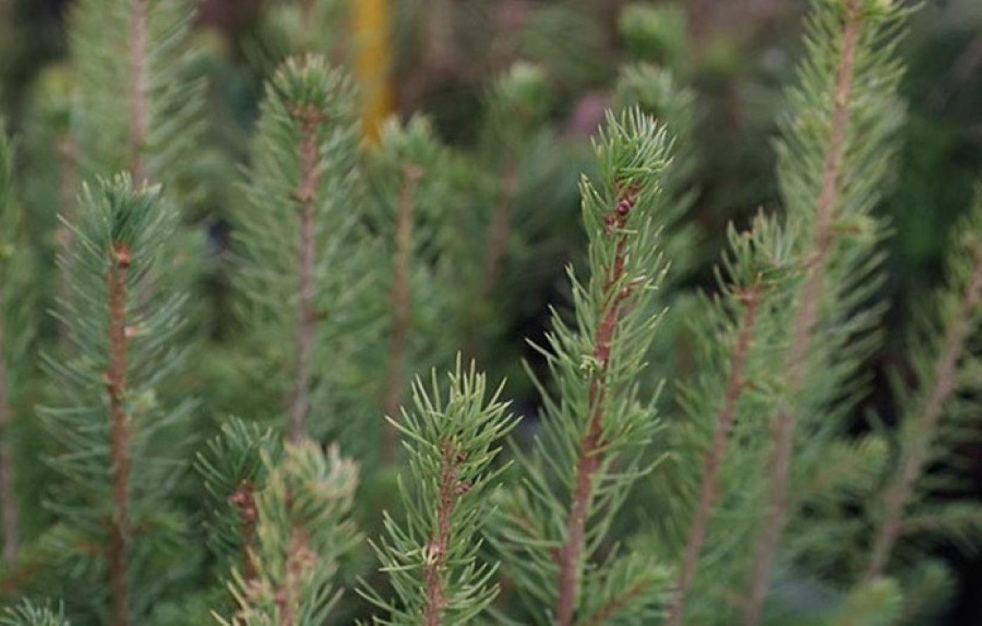 Порядка 35-40 млн саженцев планируют высадить во время акции "Дай лесу новае жыццё!"