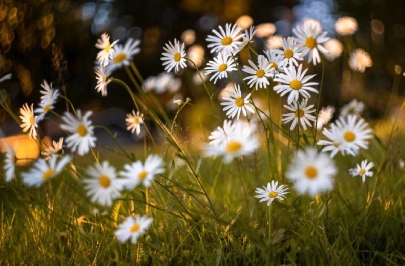 Погода в Беларуси 16 июня: малооблачно, без осадков и от +8 °С до +29 °С