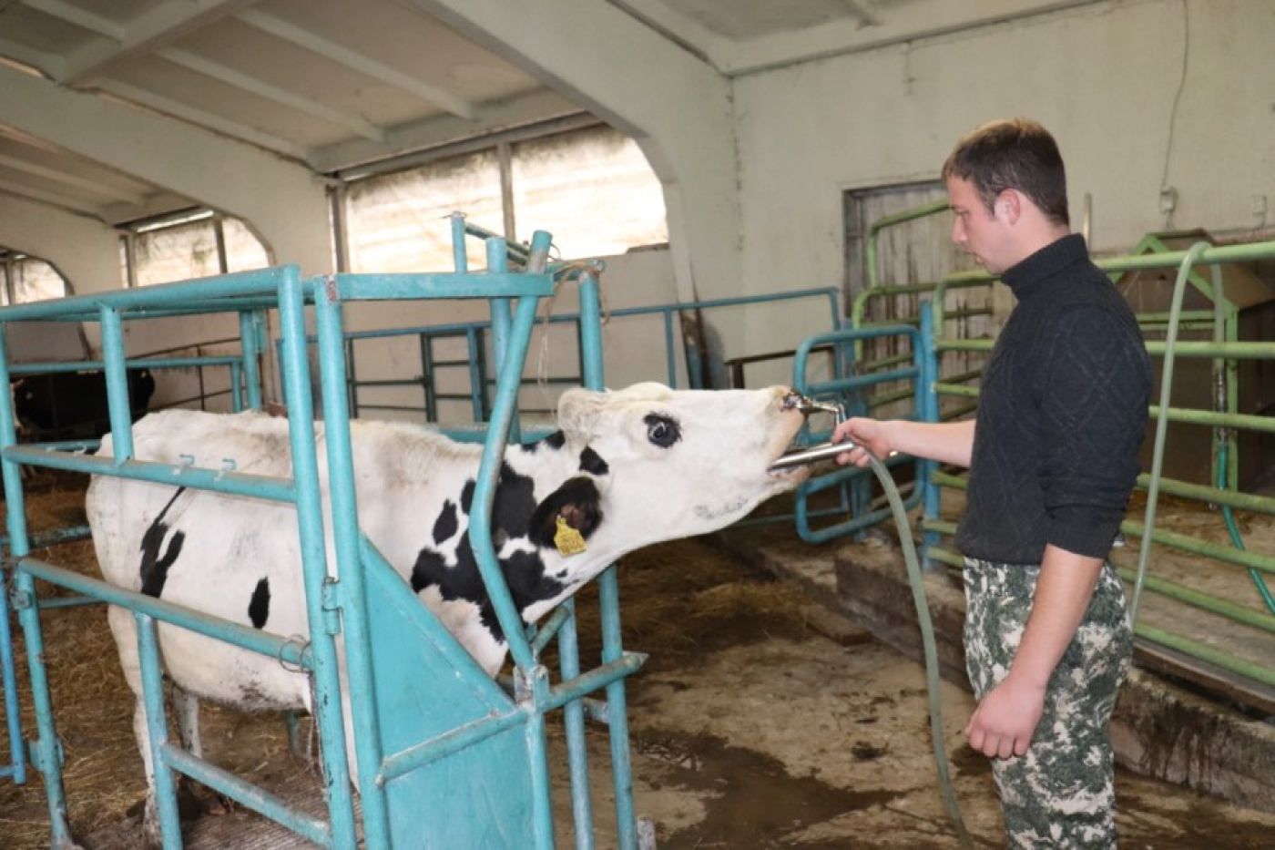 Энергетики животным – путем дренчевания