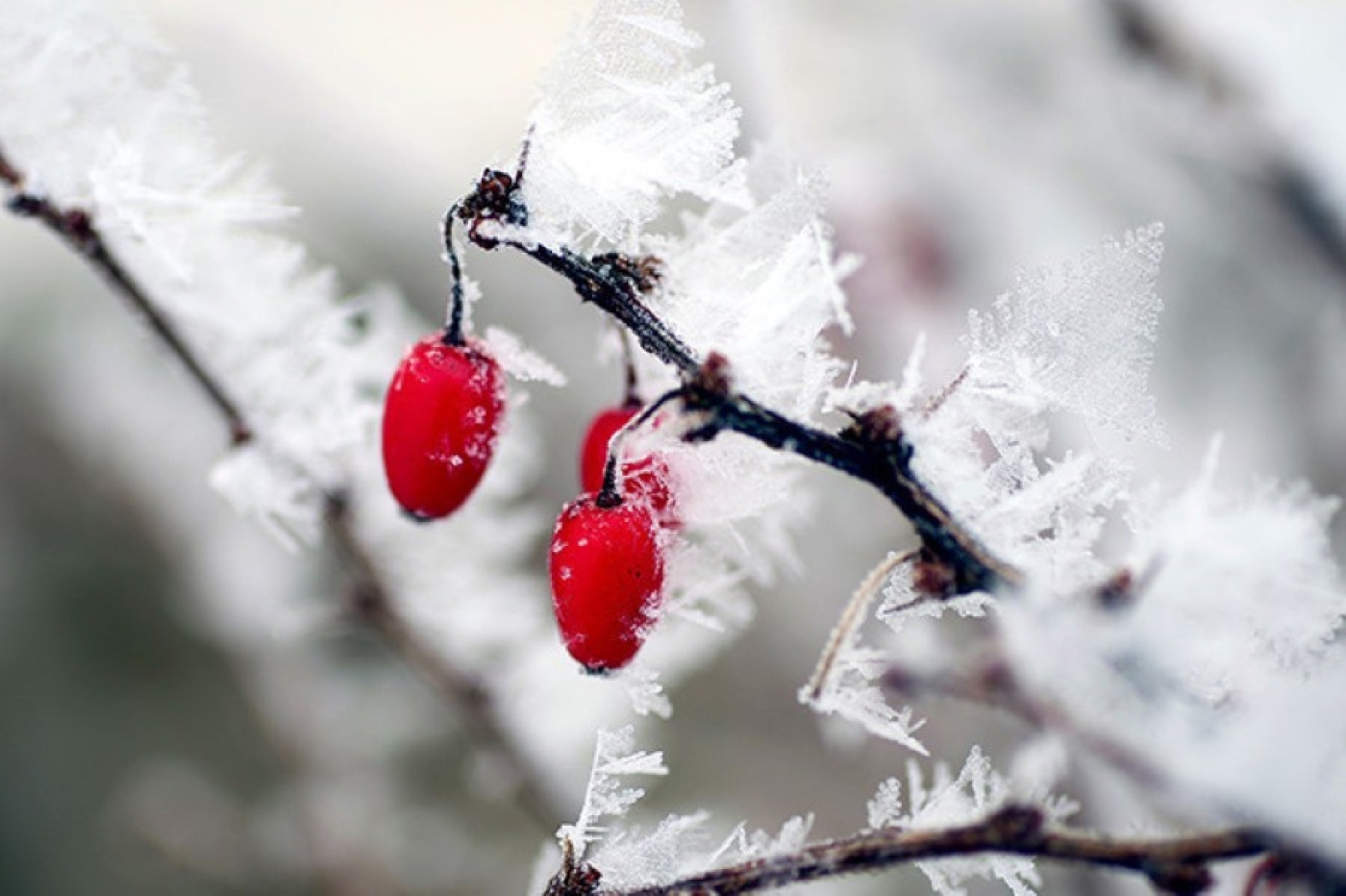Постепенное ослабление морозов, но с осадками. Чего ждать от погоды в Беларуси 23-28 января