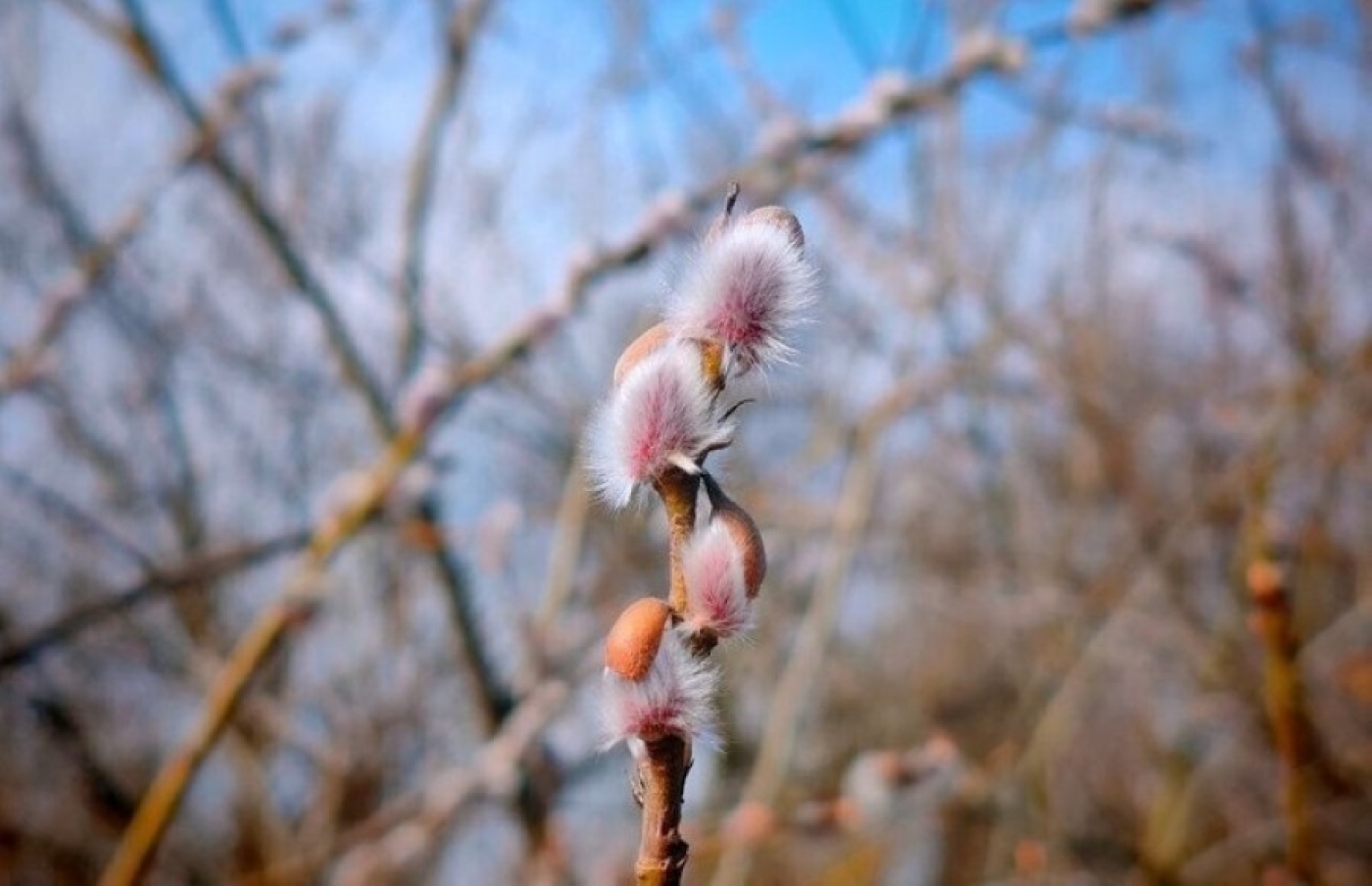 Погода 21 марта: без осадков и от -5 °С ночью до +16 °С днем