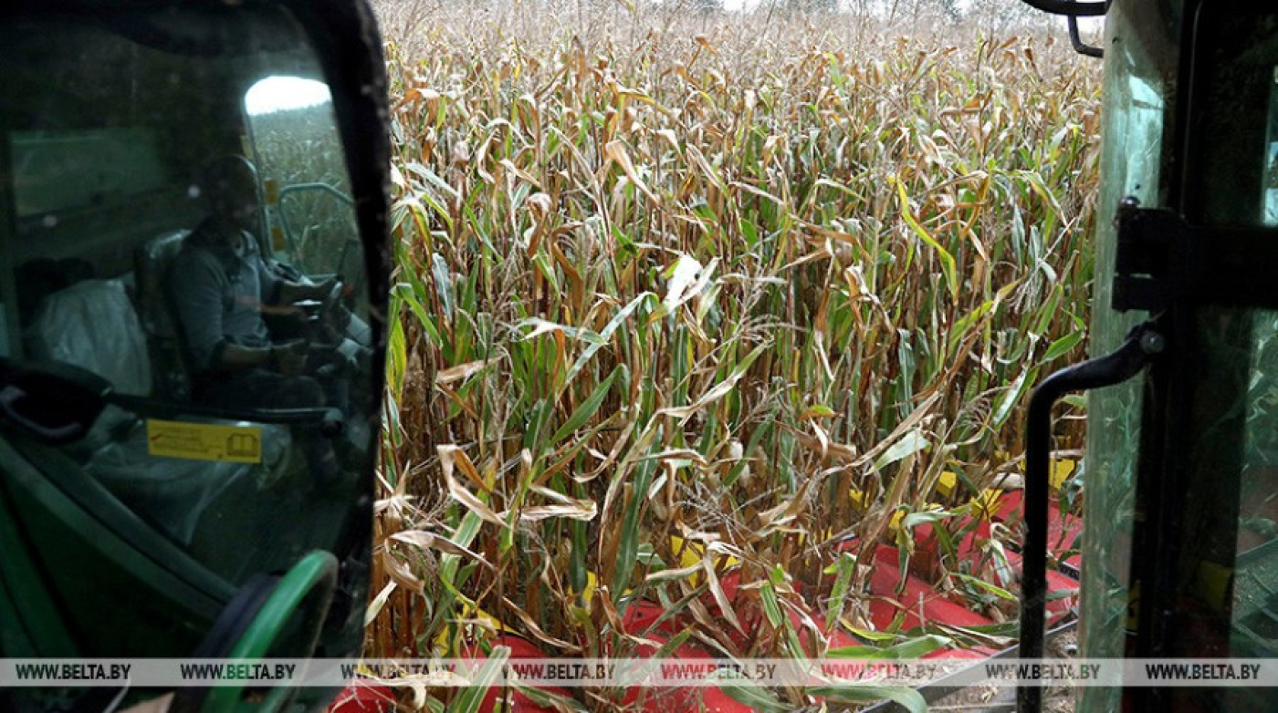 "Работы непочатый край". Лукашенко по прилете в Гомель начал с поручений по сельскому хозяйству