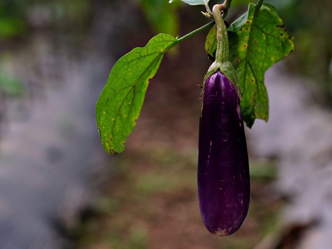 Баклажаны спасены без химии: дедовский способ изгоняет вредителей