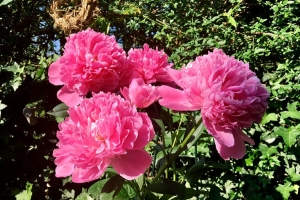 Посадите в августе эти многолетники – поразят красотой