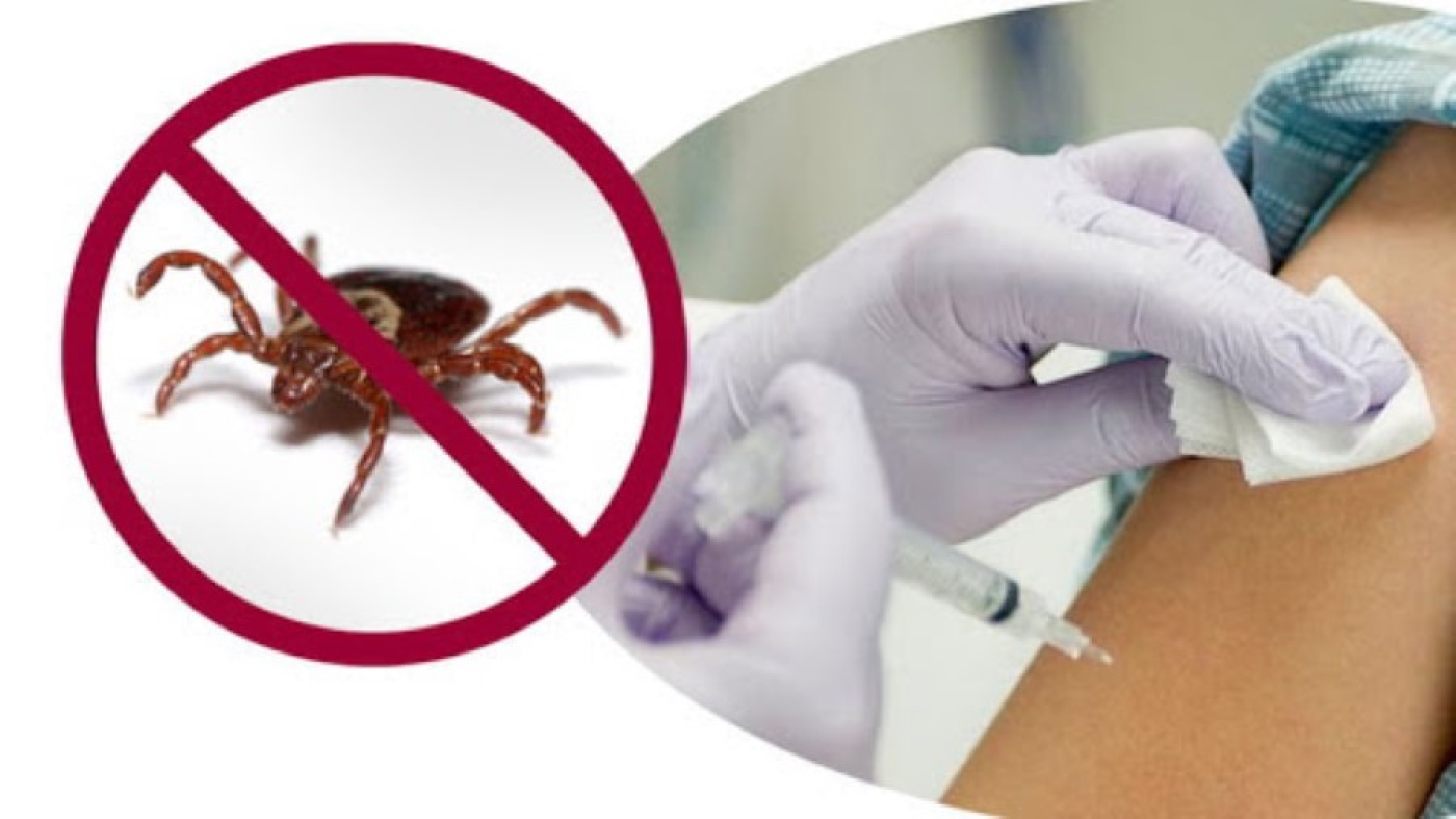 Какой вакциной и когда можно привиться от клещевого энцефалита