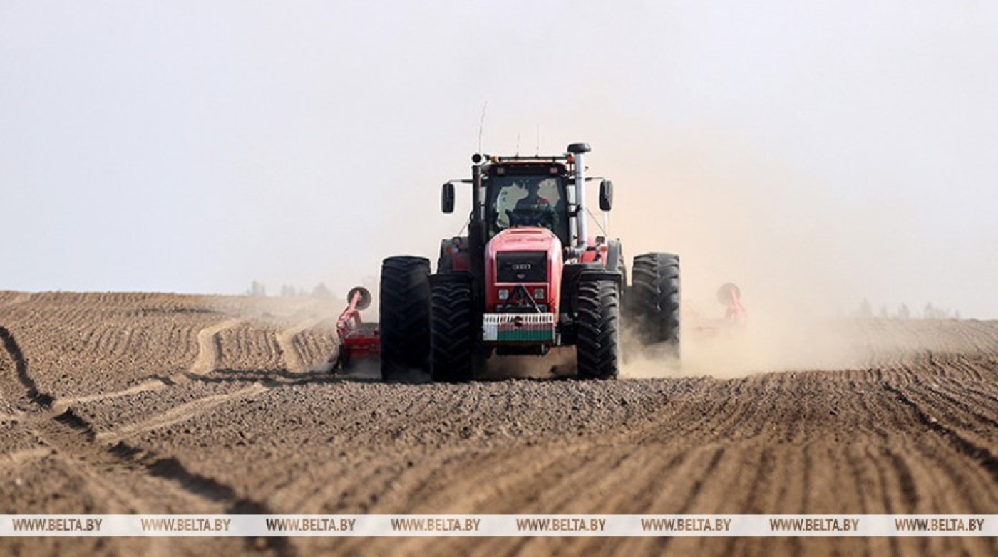Просо в Беларуси посеяно более чем на 75% площадей