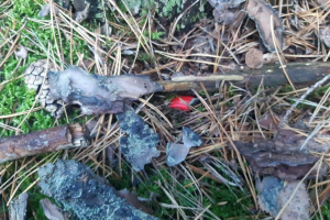 До 25 лет лишения свободы грозит за незаконный оборот наркотических средств