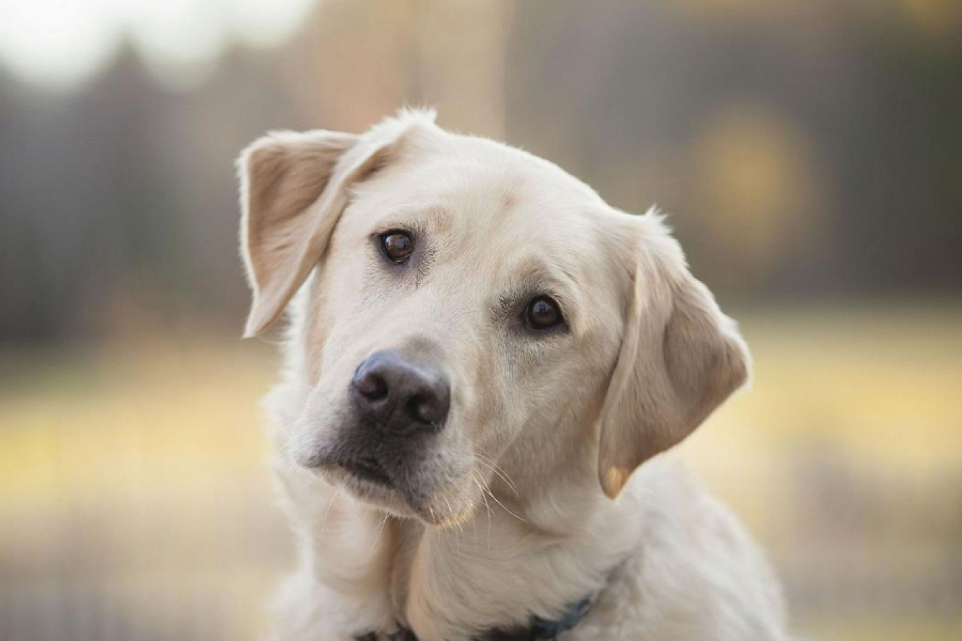 Чем опасно бешенство?