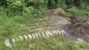 Массовая гибель рыбы на реке Плиса в Борисове. Экологи и следствие выясняют причины