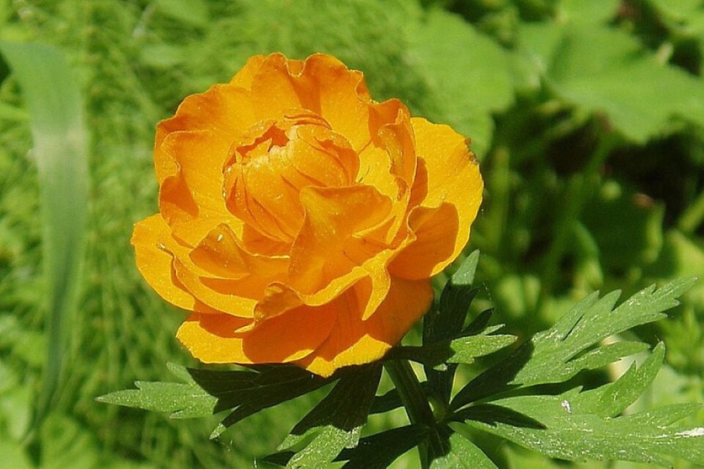 Эти цветы удивят кого угодно: вылитые розы, но без капризов