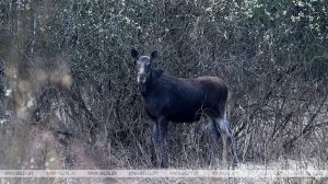Почему лосей сбивают в ДТП гораздо чаще, чем оленей? Ответили в Минлесхозе