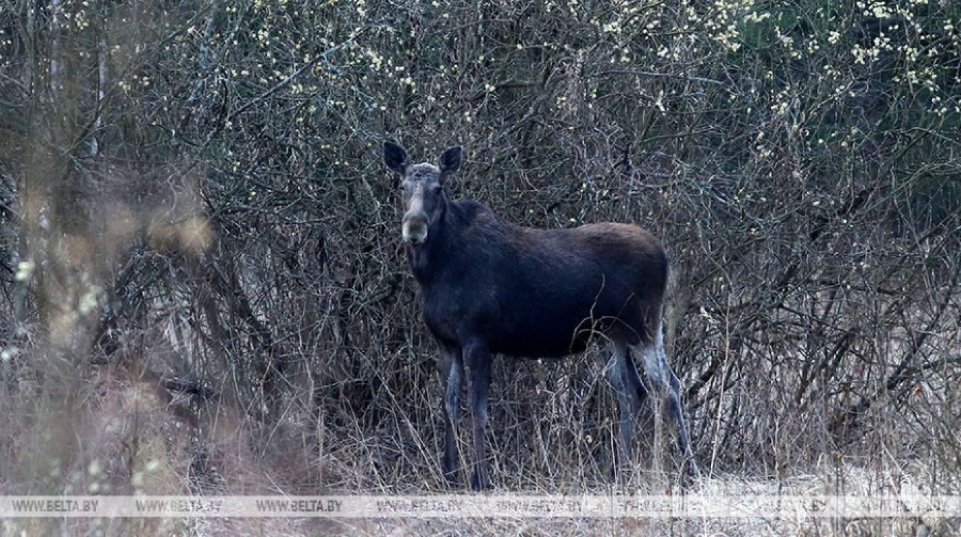 Почему лосей сбивают в ДТП гораздо чаще, чем оленей? Ответили в Минлесхозе