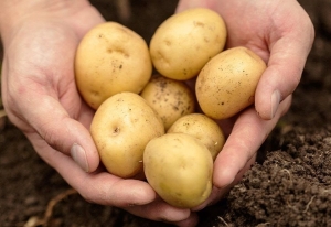 Картошку меньше 45 мм убрали с прилавков: теперь она станет чипсами и фри