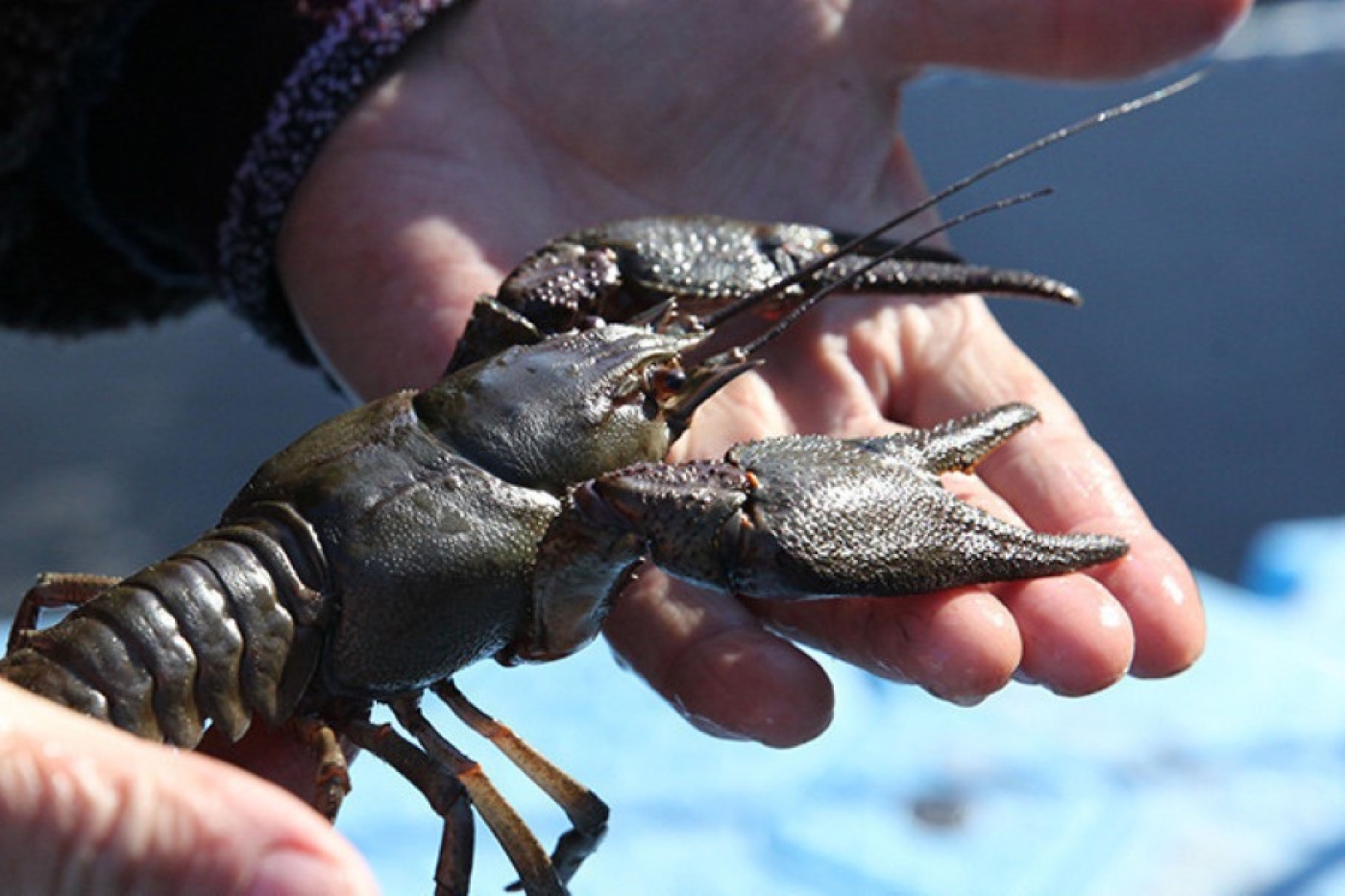 Рак под запретом
