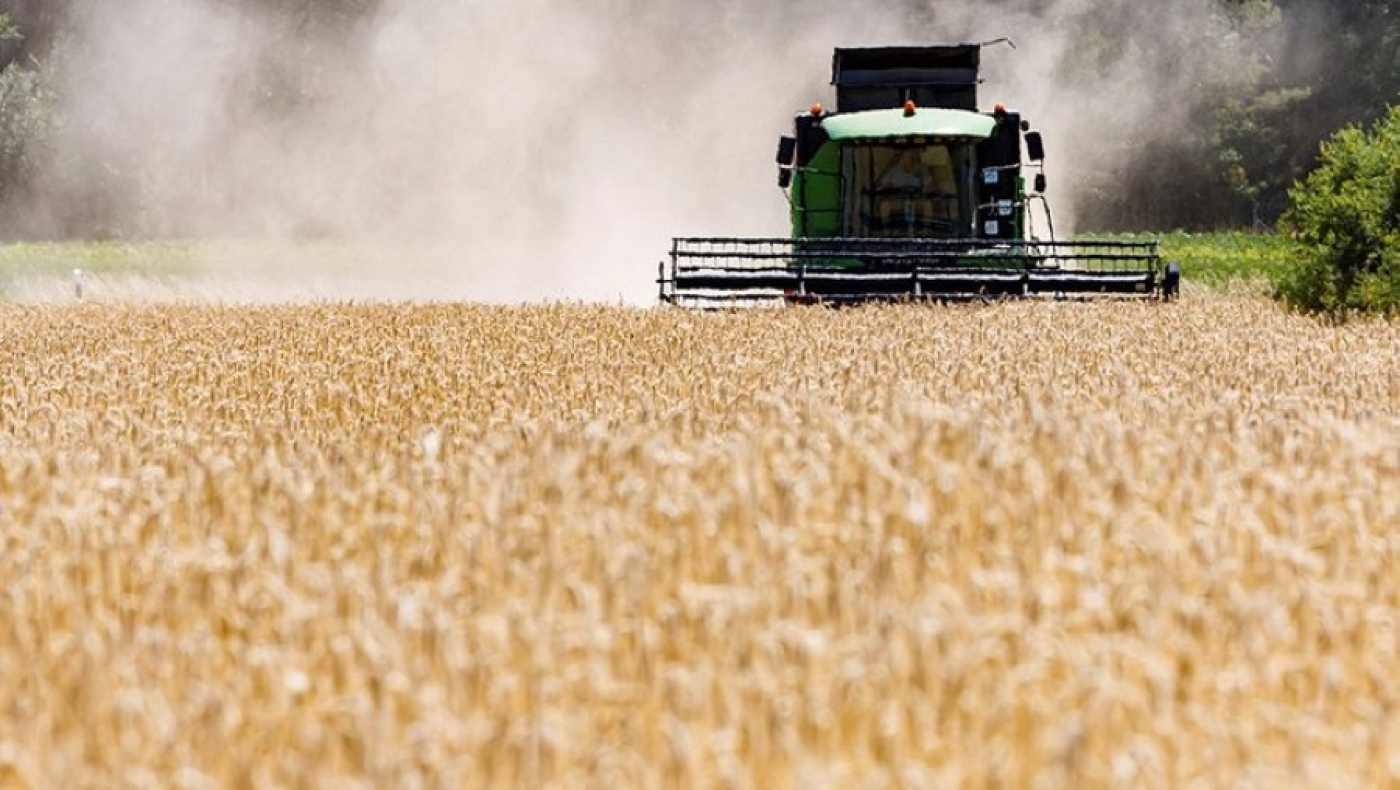 В Минской области обеспеченность семенами яровых зерновых составляет 150%