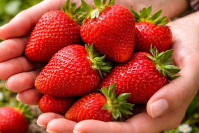 Чайная ложка до цветения — и клубника вырастает с крупный орех: секрет мясистых и сладких ягод