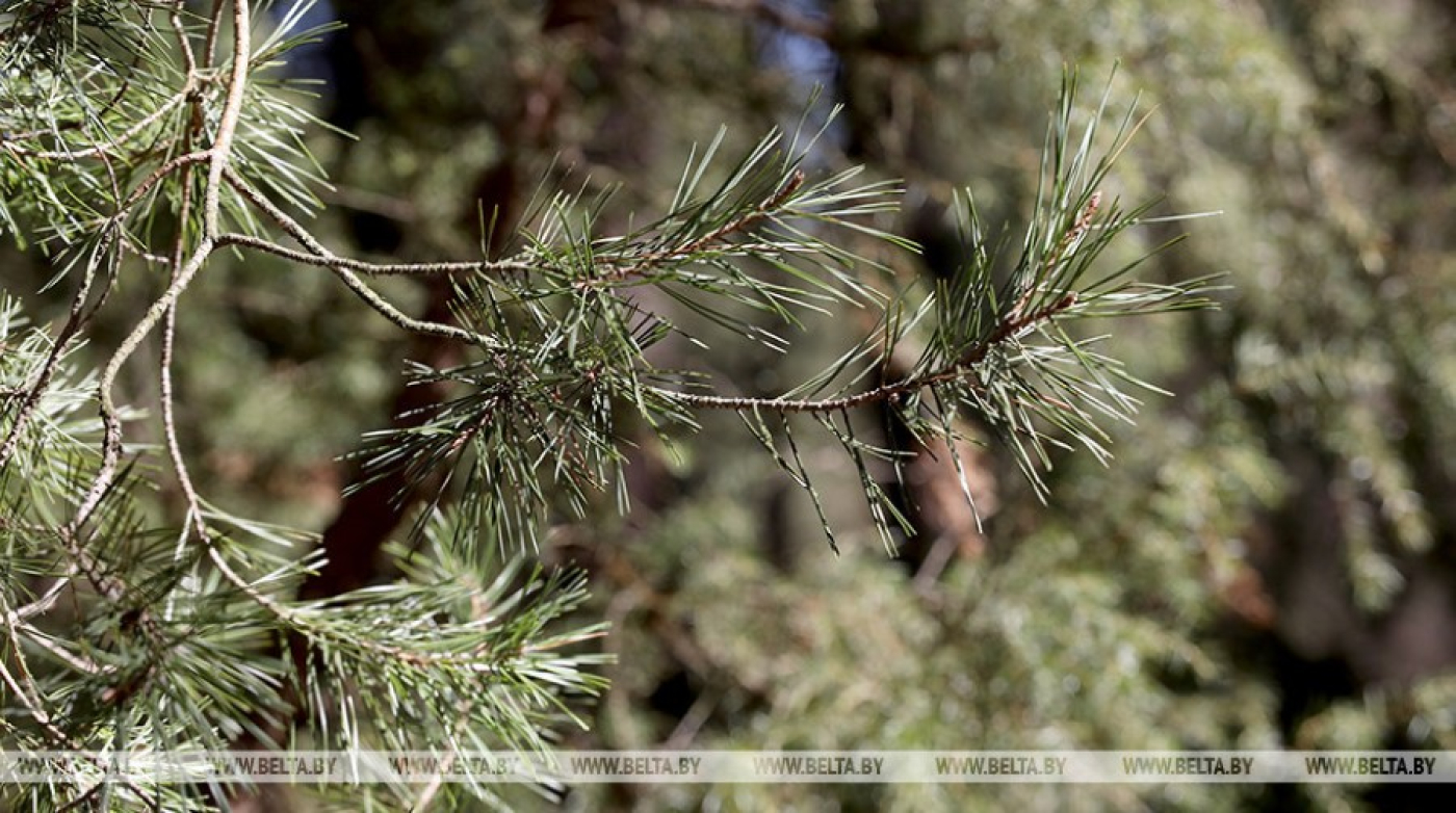 Запреты и ограничения на посещение лесов введены в 102 районах Беларуси