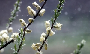 Капризный месяц. Как часто в апреле бывают снег, туманы и грозы, рассказали синоптики