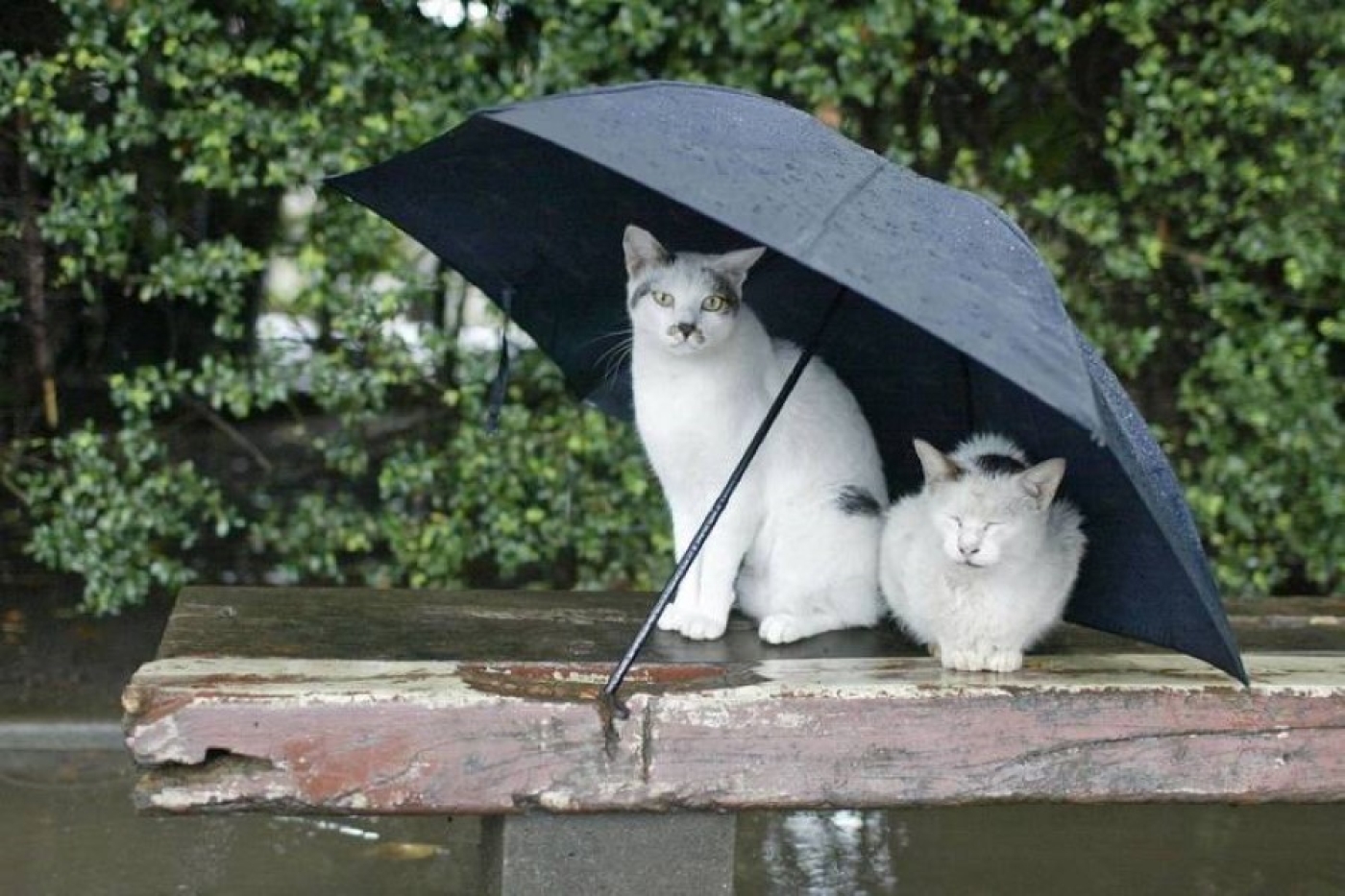 Погода в Беларуси 29 мая: дожди, местами грозы и от +11 °С до +23 °С