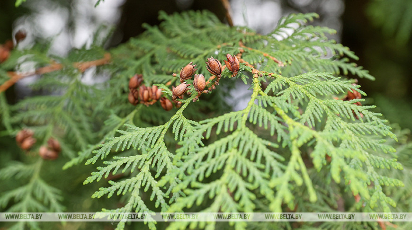 Ограничения на посещение лесов действуют в 52 районах Беларуси