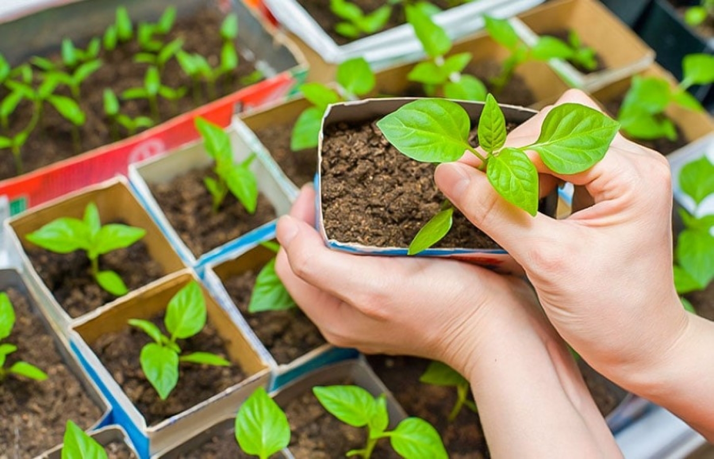 Чем подкормить рассаду перца на окне, чтобы росла здоровой и крепкой