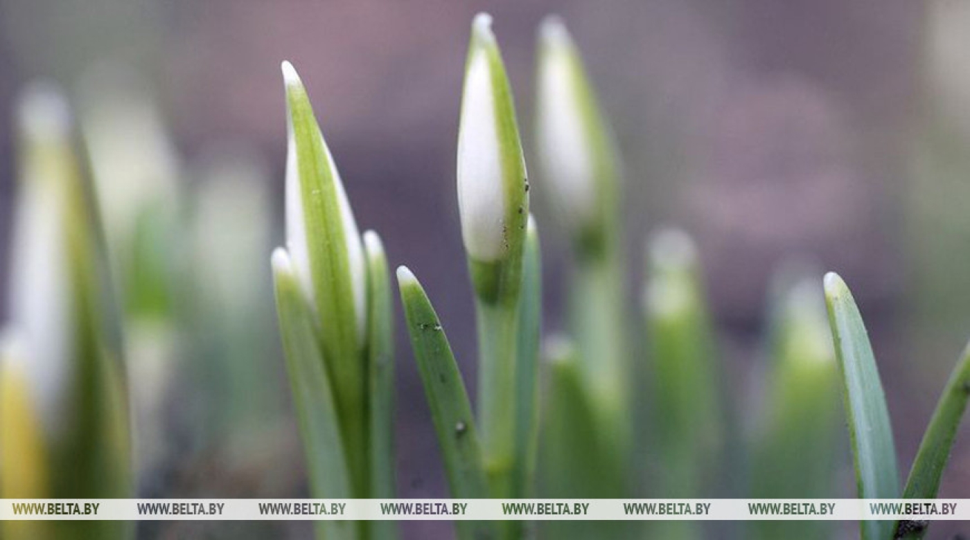 Снег с дождем и гололед ожидаются сегодня в Беларуси
